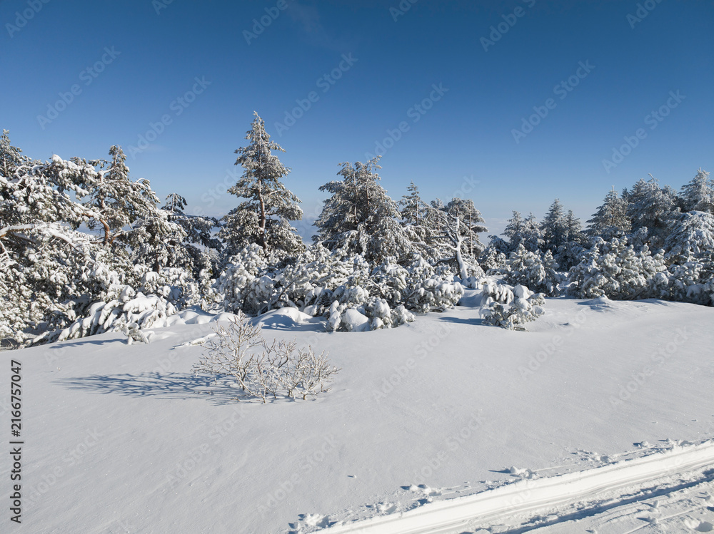 Obraz premium Landscape of Vitosha Mountain, Bulgaria