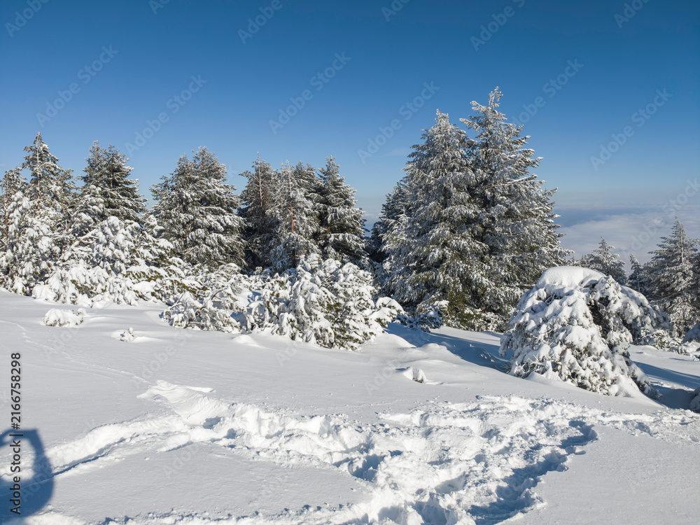 Fototapeta premium Landscape of Vitosha Mountain, Bulgaria