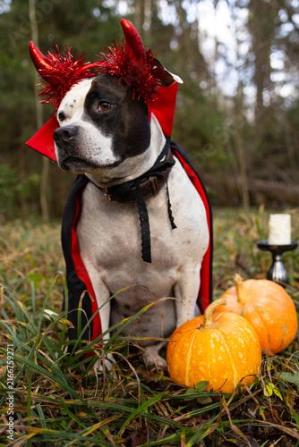 Funny american staffordshire terrier dog in halloween devil costume with red horns and sunglasses standing in autumn park.