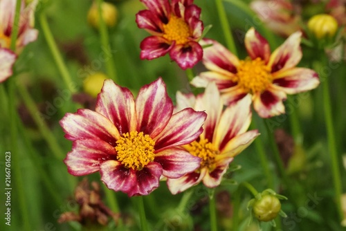 фотографія fleurs