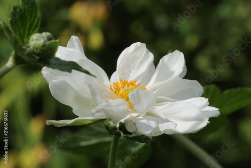 Принти на полотні anemone