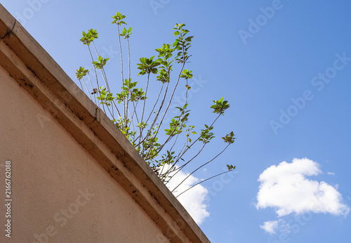 Quadro su tela Belo Horizonte, Brasil - Plantas en el techo de una casa con el cielo despejado de fondo