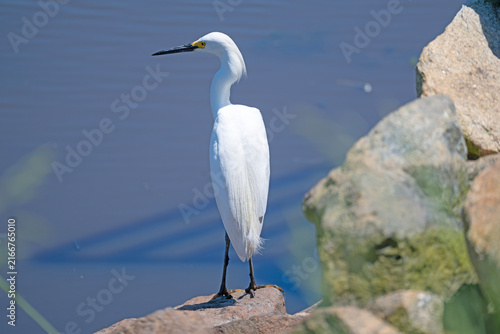 Snowy Egret Seaching For a Meal