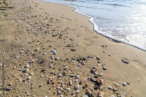 Seashells and small pebbles washed up on wet sand as a wave retreats in the morning light