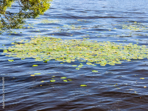 water lilies in water of Middle Nevka river
