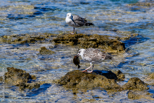 Obraz na plátne Juvenile seagull holding a freshly caught fish in its beak on the rocks, with a