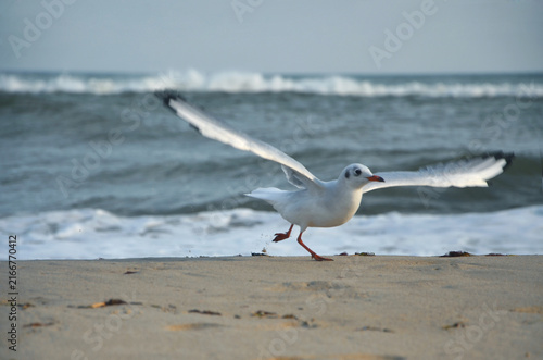 Photography Wild seagull flying from the sandy shore