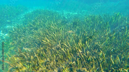 Tropical underwater nature of Florida springs. Underwater exotic world with green grass vegetation. Fresh water wildlife
