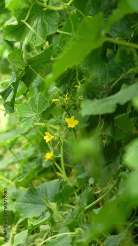 Cucumber flowers close up, cucumbers blooming with yellow flowers.