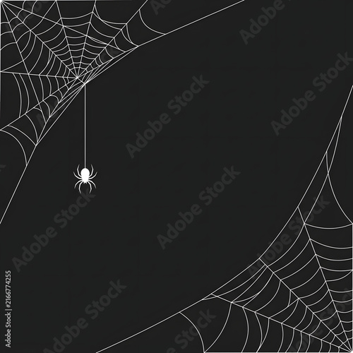 Small spider hanging on a white web corner frame