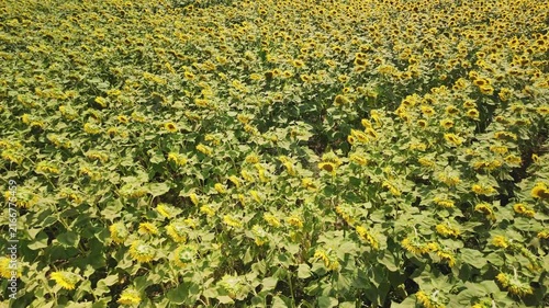 An aerial view captures a vast agricultural field filled with countless bright yellow blooming sunflowers under warm daylight, creating a vibrant pattern.