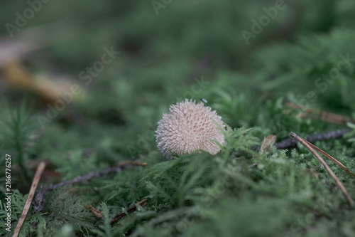 Small Puffball Mushroom Growing in Green Forest Moss 