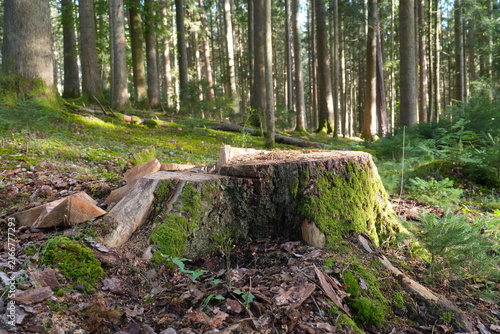 Cut Tree Stump and Wood Pieces on Forest Floor