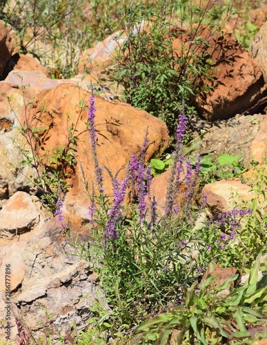 Purple loosestrife on variegated Sandstone