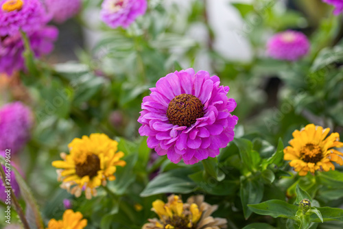 Vibrant purple pink Zinnia flower blooming amidst yellow blossoms in colorful summer garden macro close up botany nature background