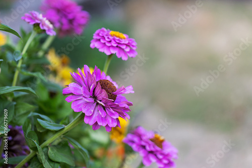 Beautiful purple zinnia flower blooming in summer garden with blurred copy space background, green leaves, and soft natural daylight.