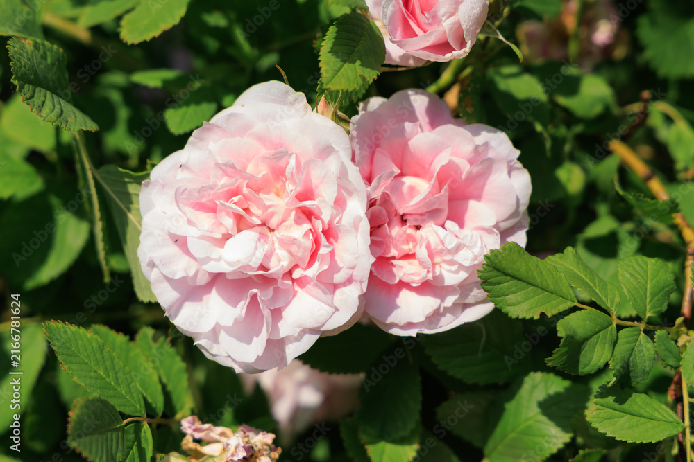 Fototapeta premium Beautiful varietal rose blooms in a garden surrounded by green leaves on a sunny day