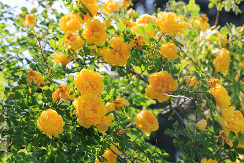 Flowers bloom on a sunny day in a garden showing a vibrant yellow rose varietal