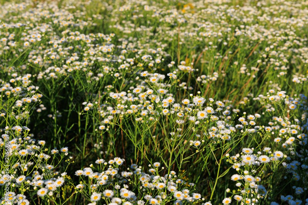 Fototapeta premium Field of daisy fleabane flowers growing under the sunlight in a natural setting during summer