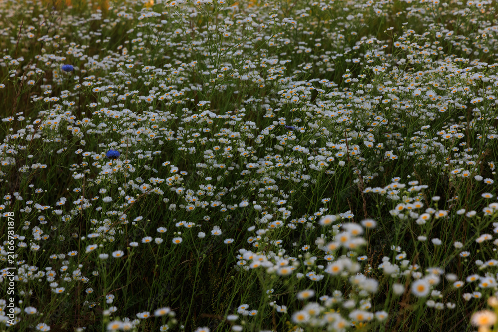Fototapeta premium Daisy fleabane flowers bloom in a field during a sunny afternoon in summer