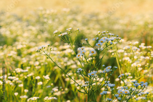 Daisy fleabane grows in a field during warm weather showing small white flowers and green stems