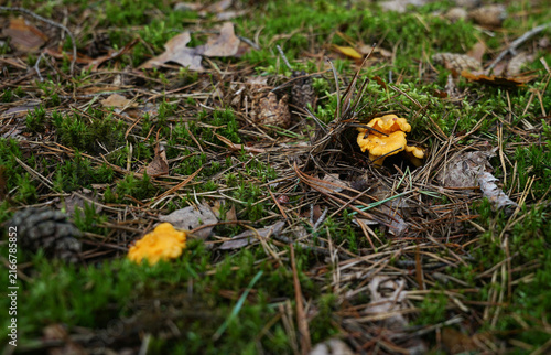Wild chanterelle mushrooms Cantharellus cibarius growing in autumn forest moss. Fresh yellow edible mushrooms in pine woods needle litter, foraging and wild food concept.
