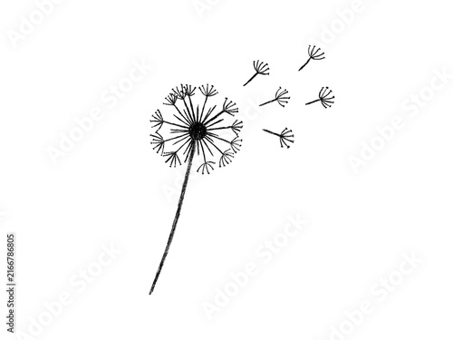 Hand drawn blowing dandelion flower with flying seeds doodle isolated on transparent background. Conceptual botanical illustration representing freedom, making a wish, spring, hope, lightness, 