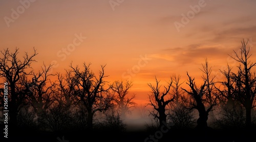 Silhouetted trees against a vibrant orange and pink sunset sky at dusk