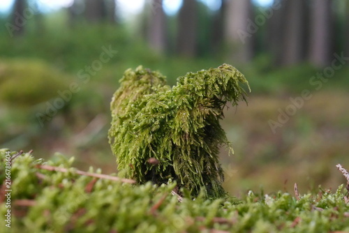 Unusual Moss Covered Natural Formation on Forest Floor