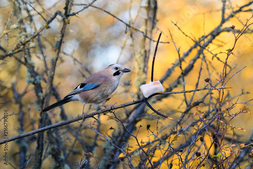 Eurasian Jay Perched Near Bird Feeder Fat in Winter Wild Nature