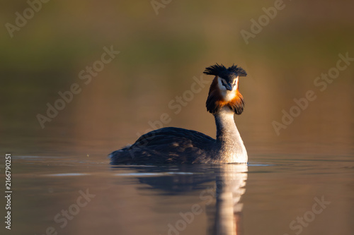 Great Crested Grebe Swimming on Calm Lake in Wild Nature Close up.
