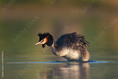 Great Crested Grebe Shaking Water from Feathers on Lake in Wild Nature Close up