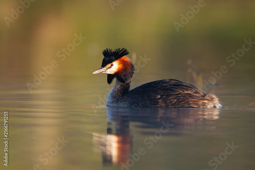 Great Crested Grebe Swimming on Calm Lake in Wild Nature Beautiful sunny sunrise