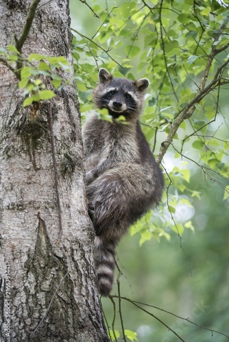 Carnivora, procyon lotor, raccoon, predators, raccoon, high size, portrait format, mammals, raptors, mammals