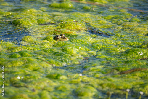 Freshwater Frog Among Algae on Lake in Wild Nature