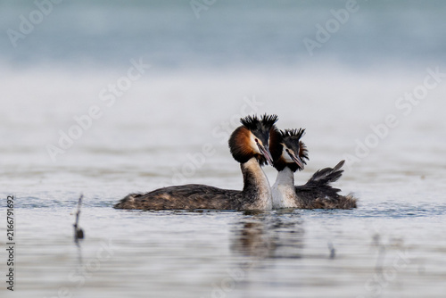 Great crested grebe pair (Podiceps cristatus) on a calm lake Close up