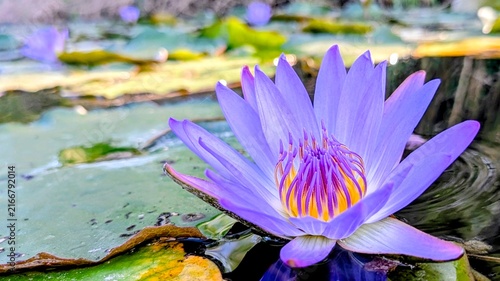 Fotografía purple water lily