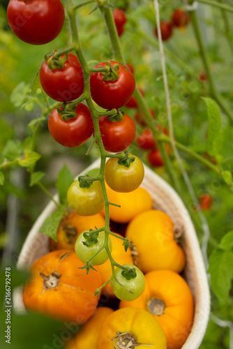 Harvesting fresh organic cherry and yellow tomatoes in a basket.