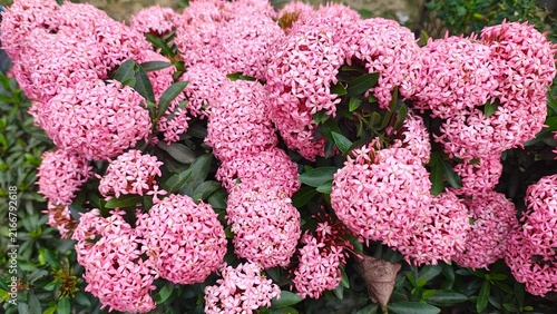 Vibrant clusters of small pink ixora flowers blooming in a dense garden shrub