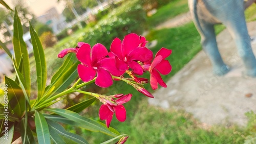 Vibrant pink oleander flowers blooming in bright sunlight with blurred background