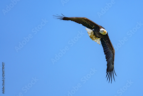 A horizontal close up wildlife photograph of an adult Bald Eagle (Haliaeetus leucocephalus) soaring through the air against a blurred backdrop of green trees and a blue sky.⁠