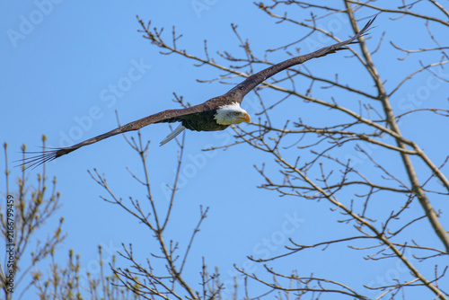A horizontal close up wildlife photograph of an adult Bald Eagle (Haliaeetus leucocephalus) soaring in active flight with spread wings against a blurred background of woodland trees.⁠