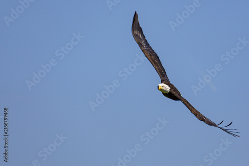 A horizontal close up wildlife photograph of an adult Bald Eagle (Haliaeetus leucocephalus) soaring through the air against a blurred backdrop of green trees and a blue sky.⁠