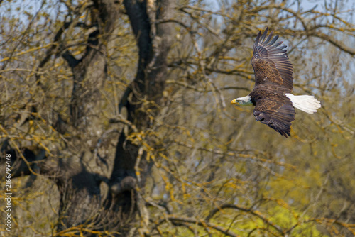 A horizontal close up wildlife photograph of an adult Bald Eagle (Haliaeetus leucocephalus) soaring in active flight with spread wings against a blurred background of woodland trees.⁠