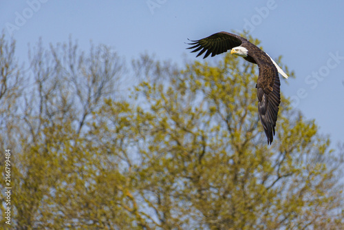 A horizontal close up wildlife photograph of an adult Bald Eagle (Haliaeetus leucocephalus) soaring through the air with its wings curved downward against a blurred backdrop of green trees and a blue 