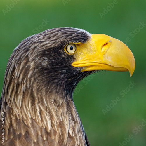 A close up portrait of an adult Steller's sea eagle (Haliaeetus pelagicus) showing its massive yellow beak and dark plumage with white shoulder patches looking to the side against a blurred green back