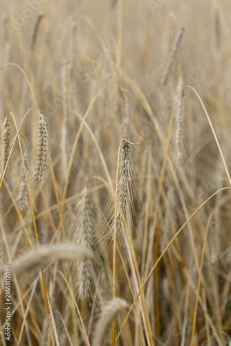Photography Close Up of Ripe Grain Ear in Golden Field