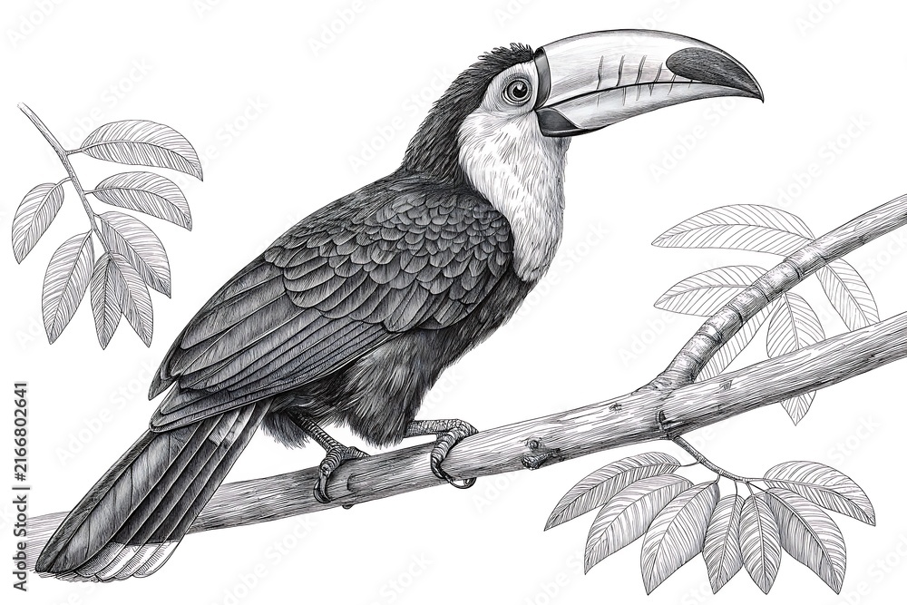 Naklejka premium Black and white toucan bird perched on a tree branch