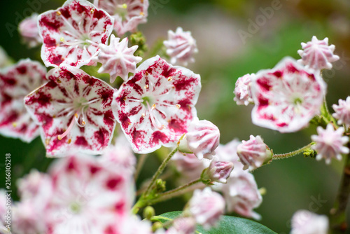Cuadro en lienzo Red and white striped blooms of the Minuet variety of Mountain Laurel