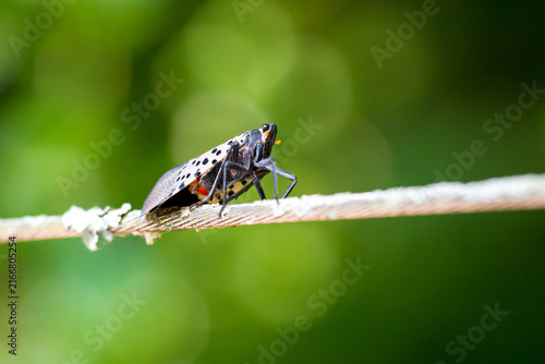 An invasive Spotted Lanternfly perched on a wire